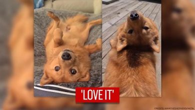 Photo of Dog Always Does Her Best Owl Impression So She Can Always See Her Mom