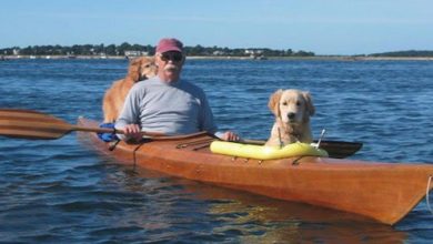 Photo of Man Decided To Remake Custom Kayak For His Dogs
