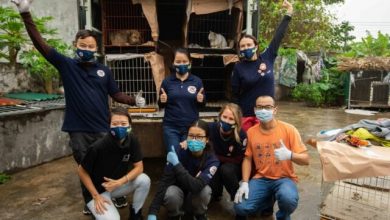 Photo of Rescuers Shut Down Cat Meat Restaurant And Slaughterhouse Saving 19 Cats & 5 Dogs