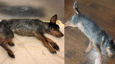 Photo of Starving Dog Unrecognizable When Returned To Shelter