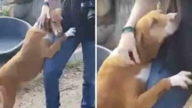 Photo of Sad Dog Hugs News Reporter Until He Decides To Adopt Her