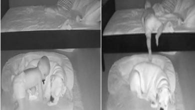 Photo of Adorable… Little Boy Sneaking Out Of Bed To Sleep With His Dog