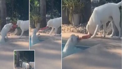 Photo of Hero Dog Uses A Rope Toy To Rescue His Sister From Swimming Pool