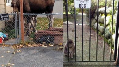 Photo of 10+ Funny “Beware of the Dog” Signs and the Very Dangerous Dogs Behind Them