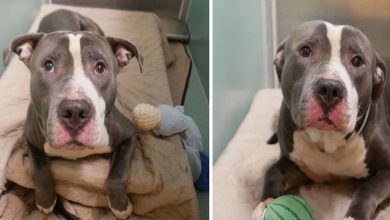 Photo of Family Dumps Their Loyal Pitbull At Shelter Because “They’re Having Another Baby”