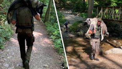 Photo of Ranger Carries Exhausted 100-Lb German Shepherd On His Shoulders For Miles To Save His Life