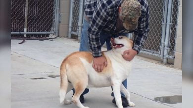 Photo of Lost Dog Smiles For The First Time When His Dad Finds Him At Shelter