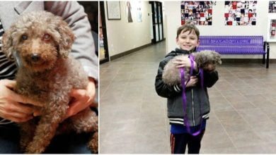 Photo of Hearts melt as young boy picks old, deaf shelter dog to be his new best friend