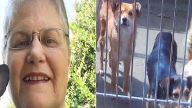 Photo of She Asks Shelter For Oldest, Hardest To Adopt Dog That No One Wants. Here’s Who They Gave Her