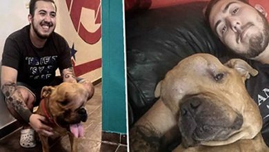 Photo of Dog with terminal cancer rejected by four families – then young man sees him and knows just what to do
