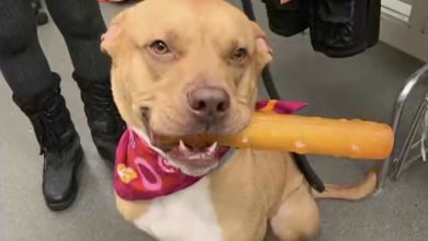 Photo of Dog finally adopted after living at Ohio shelter for nearly 2 years