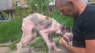 Photo of The incredible transformation of Khaleesi. You won’t believe it’s the same dog!