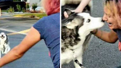 Photo of Woman Tearfully Reunites Her Stolen Husky After Two Years