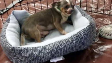 Photo of 9-Year-Old Chihuahua Saved From Puppy Mill Can’t Believe He Finally Has His Own Bed