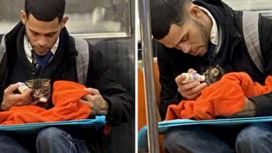 Photo of Man Adorably Takes Care Of Tiny Kitten On Subway And The Photos Instantly Go Viral