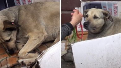 Photo of Heartbroken Dog Spent All Her Life As A Stray, Then A Caring Tourist Arrived To Give Her A Second Chance