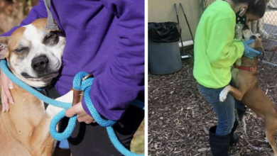 Photo of Dog Is So Grateful To Be Rescued He Can’t Stop Hugging Every Human He Meets