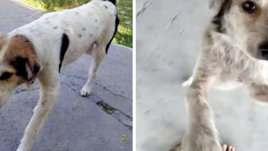 Photo of Missing Dog Cries After Finally Being Reunited With His Dad