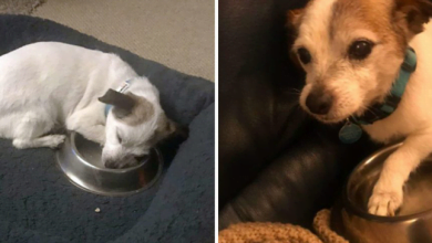 Photo of Traumatized Rescue Dog Can’t Believe He’s Finally Safe And Sleeps With His Food Bowl Every Night