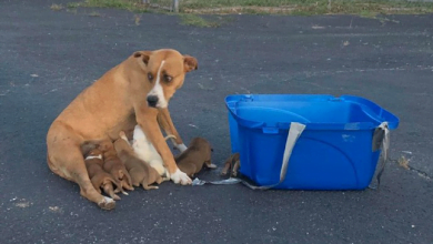 Photo of Rescuers Save Dog Momma And Her 9 Puppies That Were Abandoned In A Parking Lot