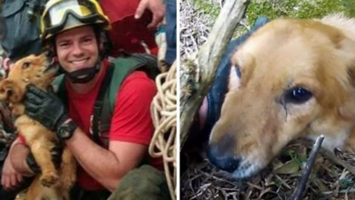 Photo of Dog Saved After Days Stranded On Side Of Cliff Can’t Stop Thanking Her Rescuers