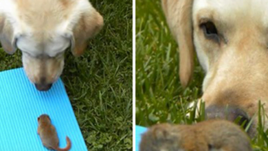 Photo of Gentle Dog Adorably Watches Over Orphaned Baby Squirrel As He Sleeps
