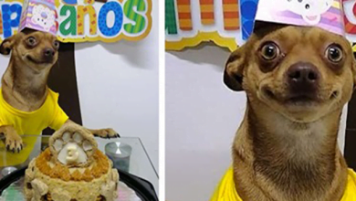 Photo of Little Dog Is So Happy That People Remembered His Birthday