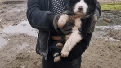 Photo of Abandoned Puppy Rescued in Place Full of Garbage