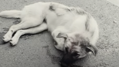 Photo of Puppy Paralyzed By Car Is Too Much To Handle & Dumped, Gets Run Over Again