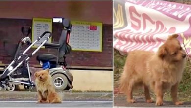 Photo of Dog Waits Everyday At Bus Stop For Old Lady That Saved His Life After Being Abandoned