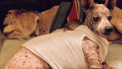Photo of Blind Dogs Survived 12 Years Of Neglect By Never Leaving Each Other’s Side