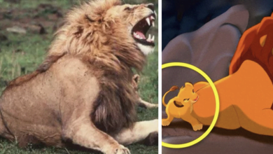 Photo of 13 photos of animals that are the exact copy of Disney characters