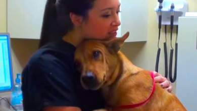 Photo of Dog Saved 5 Minutes Before Being Put Down Now Gives The Best Hugs