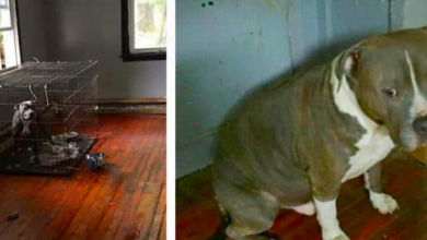 Photo of Pit Bulls Left To Die In Abandoned Home Wag Their Tails At Their Rescuer
