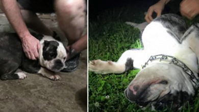 Photo of Young Bulldog Is Saved From The Basement Of An Abandoned Cincinnati Home