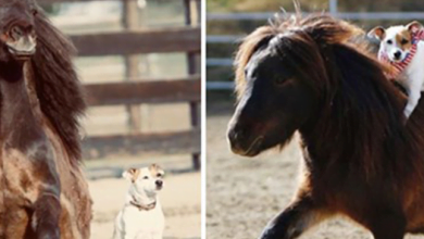Photo of Rescue Dog Is Obsessed With Riding On Horse Friend’s Back