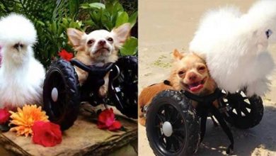 Photo of Chihuahua Born Without Front Legs Builds A Strong Bond With A Rescued Chicken