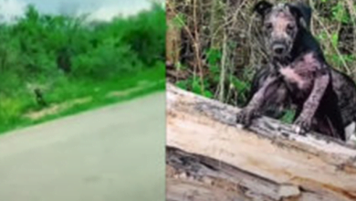 Photo of Woman Approaches Two Puppies Abandoned Recklessly On The Side Of The Road