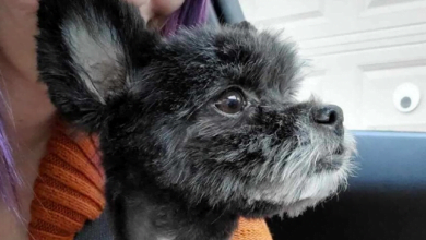 Photo of Dog Found At Battle Creek Airport Reunited With Owner After Missing Two Weeks