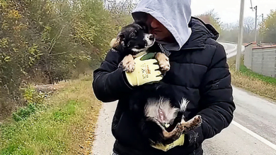 Photo of Abandoned Scared Puppy Feels Hope When Rescuer Kisses Her