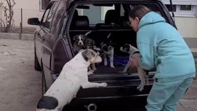 Photo of Mama Dog Overjoyed To Reunite With Puppies Stolen From Her