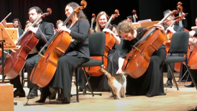 Photo of Hilarious Cat Steals The Spotlight At Orchestra Concert