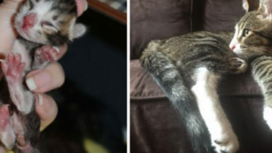 Photo of Abandoned Newborn Kitten Fought For Survival And Found A Loving Home