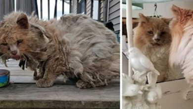 Photo of Stray Senior Cat With Serious Medical Issues Went Through An Amazing Transformation