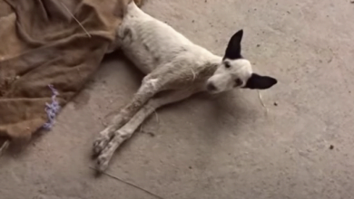 Photo of Street Puppy So Emaciated He Could Not Walk Takes His First Steps To Love