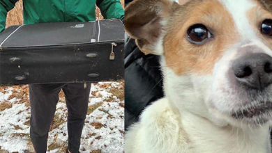 Photo of Dog Found in Zipped Suitcase Dum.ped at Park is Lucky to Be Alive