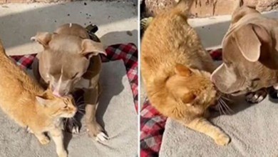 Photo of H3artbroken Cat Finds Happiness When His Parents Bring Home A Blind Pittie Puppy