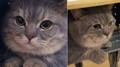 Photo of Adorable Munchkin Cat Stays Quiet Inside The Desk While In Classroom With His Owner