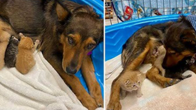 Photo of Rescue Dog Adopts Three Orphaned Kittens After Losing Her Own Litter Of Puppies