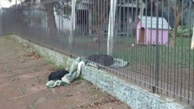 Photo of Rescued Puppy Drags Her New Blanket Outside To Share It With Her Homeless Friend